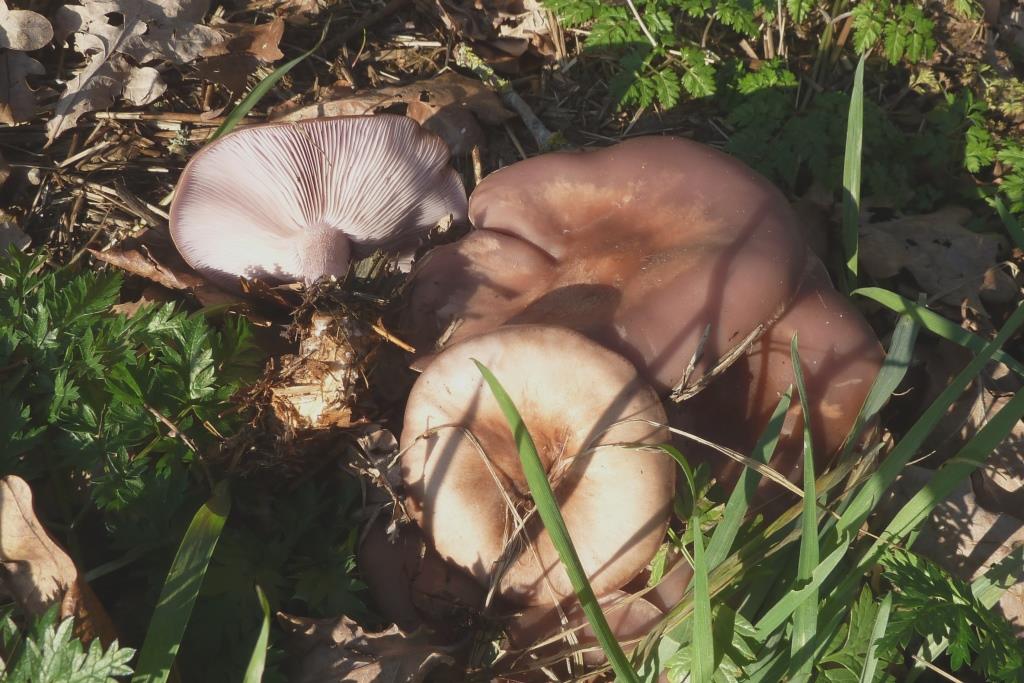 1. 2023-02-15, Lepista nuda, De Klenke, foto Hendrica - kopie