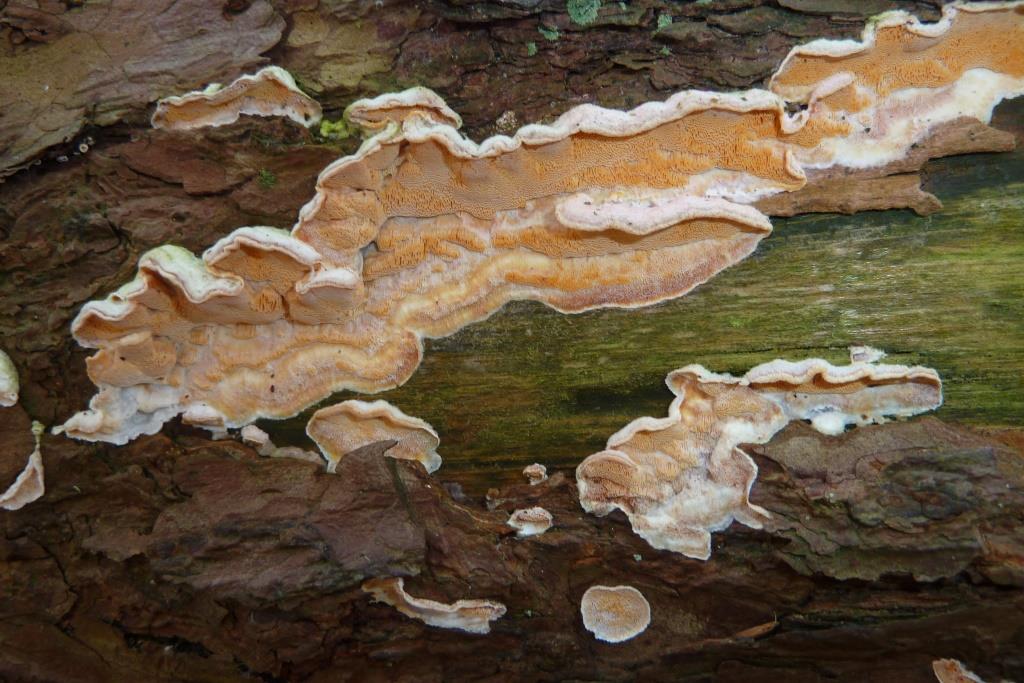 1. 2023-02-15, witwollige dennenzwam, foto Hendrica