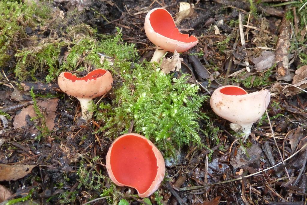 1. 2023-03-03, Krulhaarkelkzwam-1