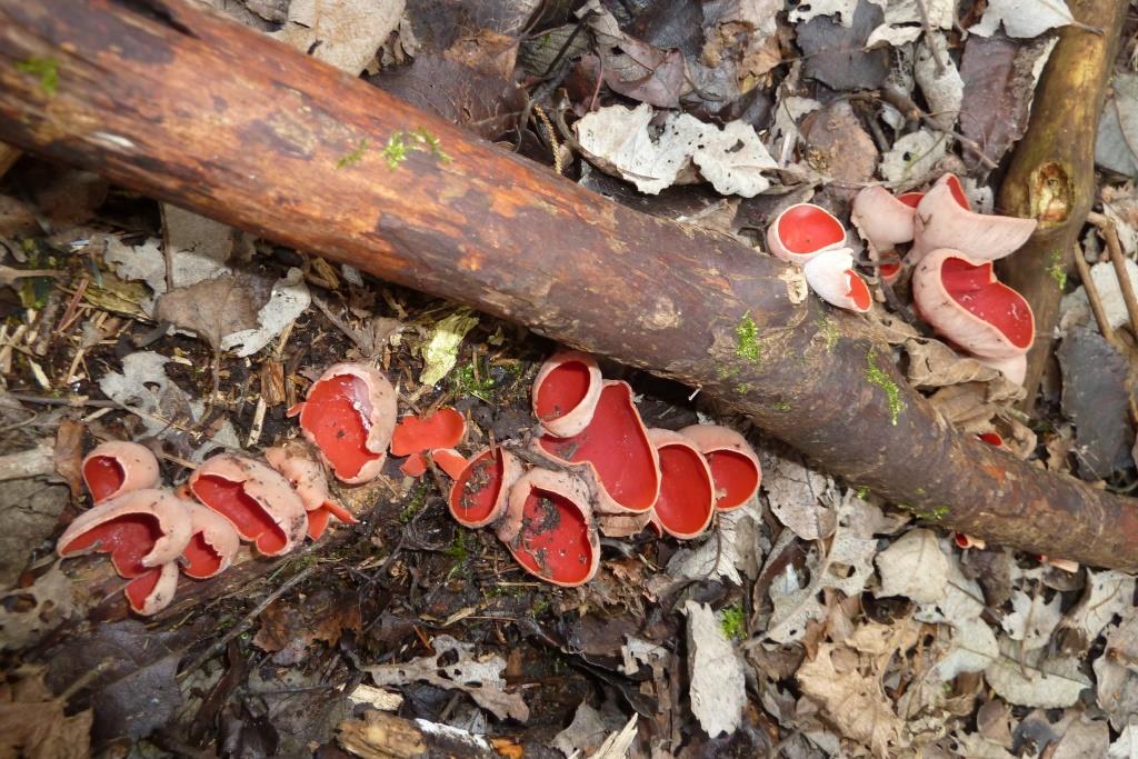 1. 2023-03-03, Krulhaarkelkzwam-2