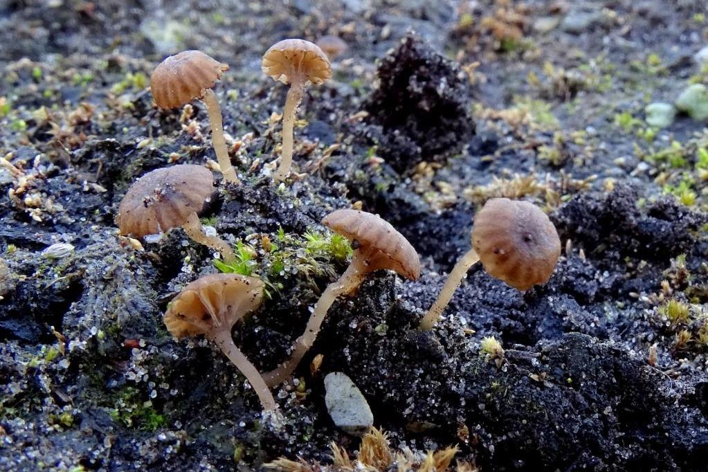 1. 2023-03-23, Muurtrechtertje