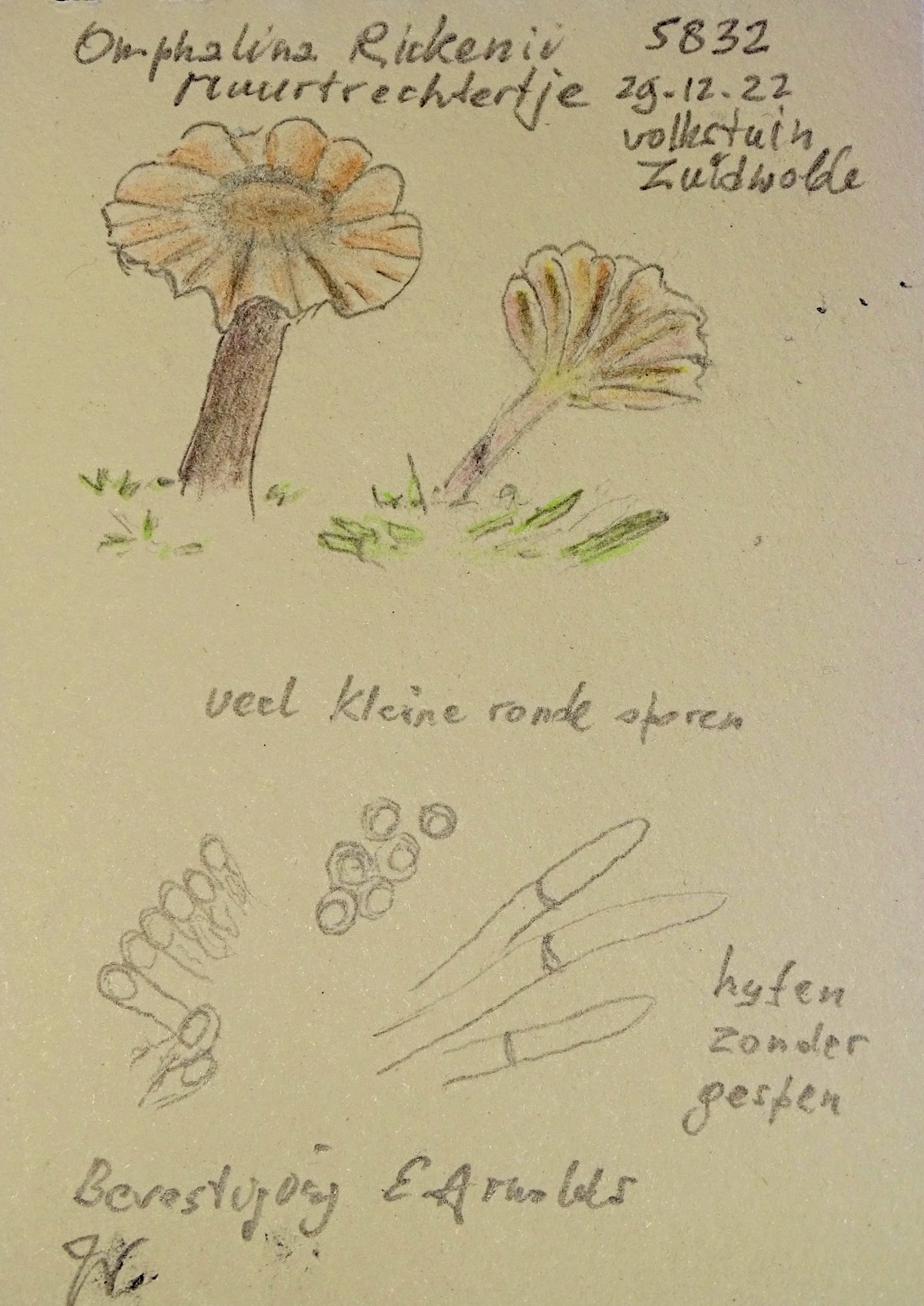 DSC05931 muurtrechtertje