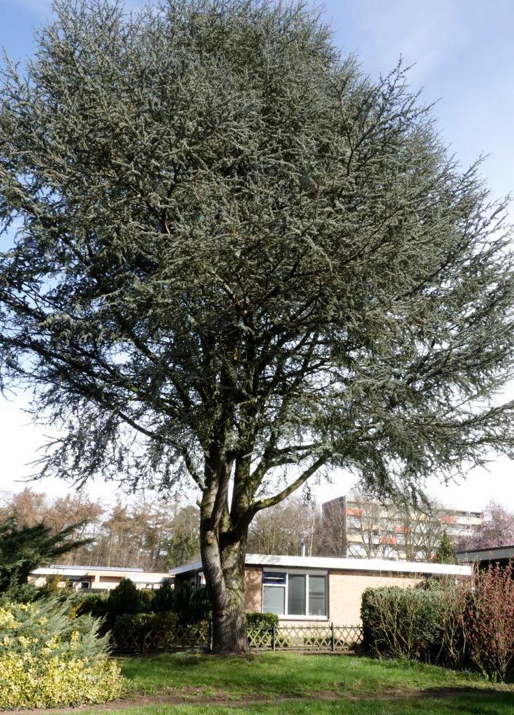 2023-03-24, Ceder met Cedergrondbekerzwam, G. Oost-1