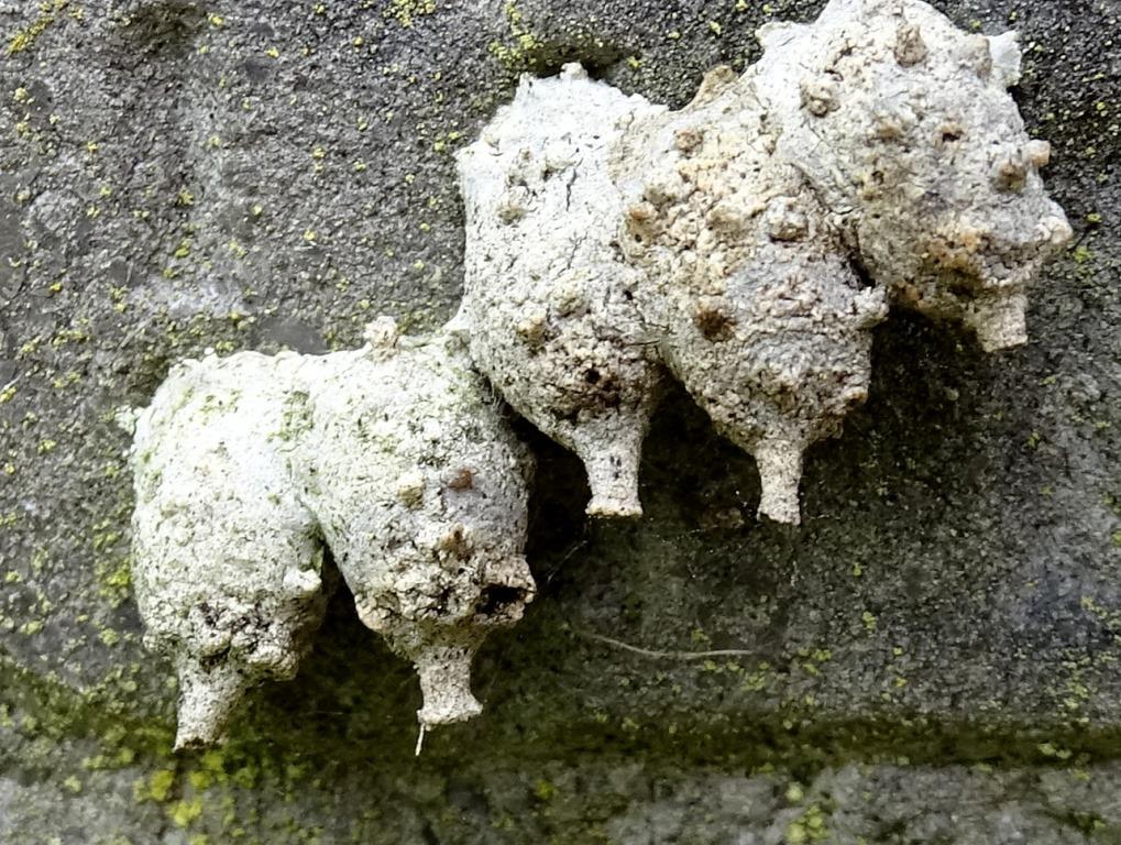 2023-04-21, urntjes op een zerk