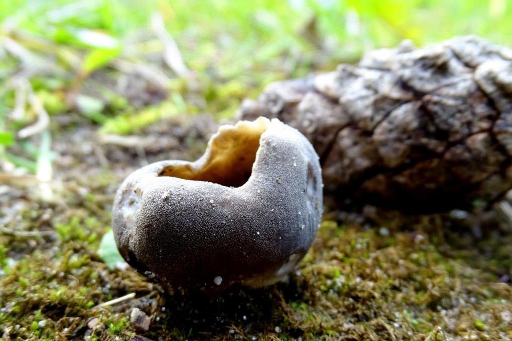 2023-04-21, Zwartwitte bokaalkluifzwam