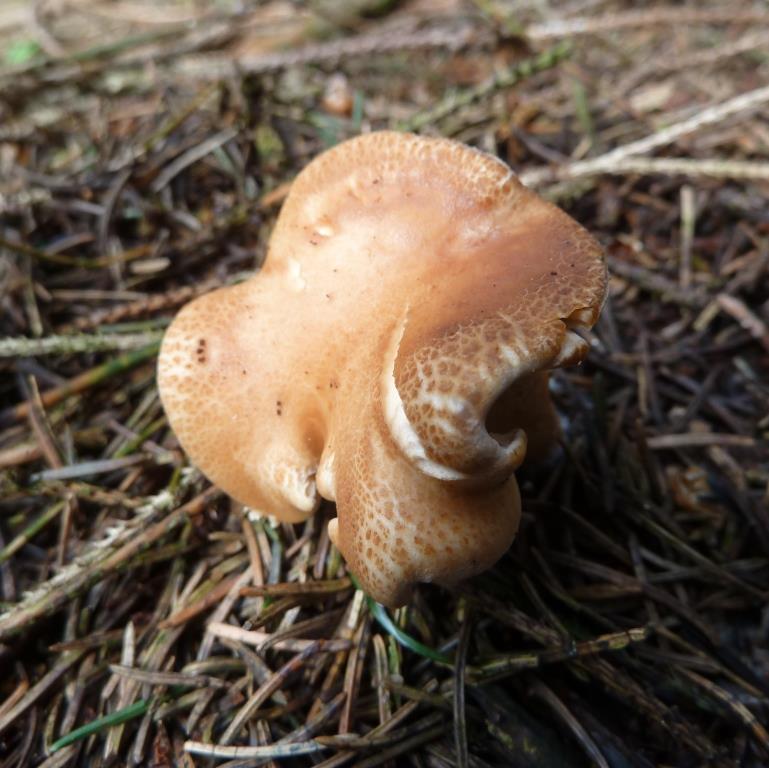 2023-05-12, Trechterzwam fijnschubbige-1