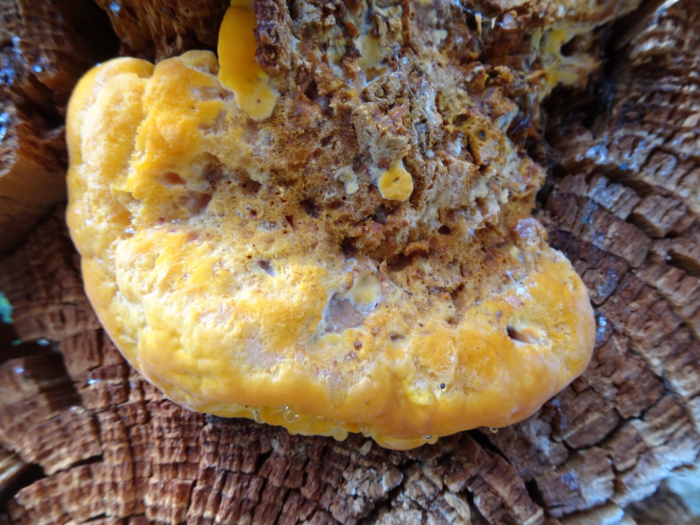 2023-07-16 O.W. Pycnoporellus Fulgens 1 (1)