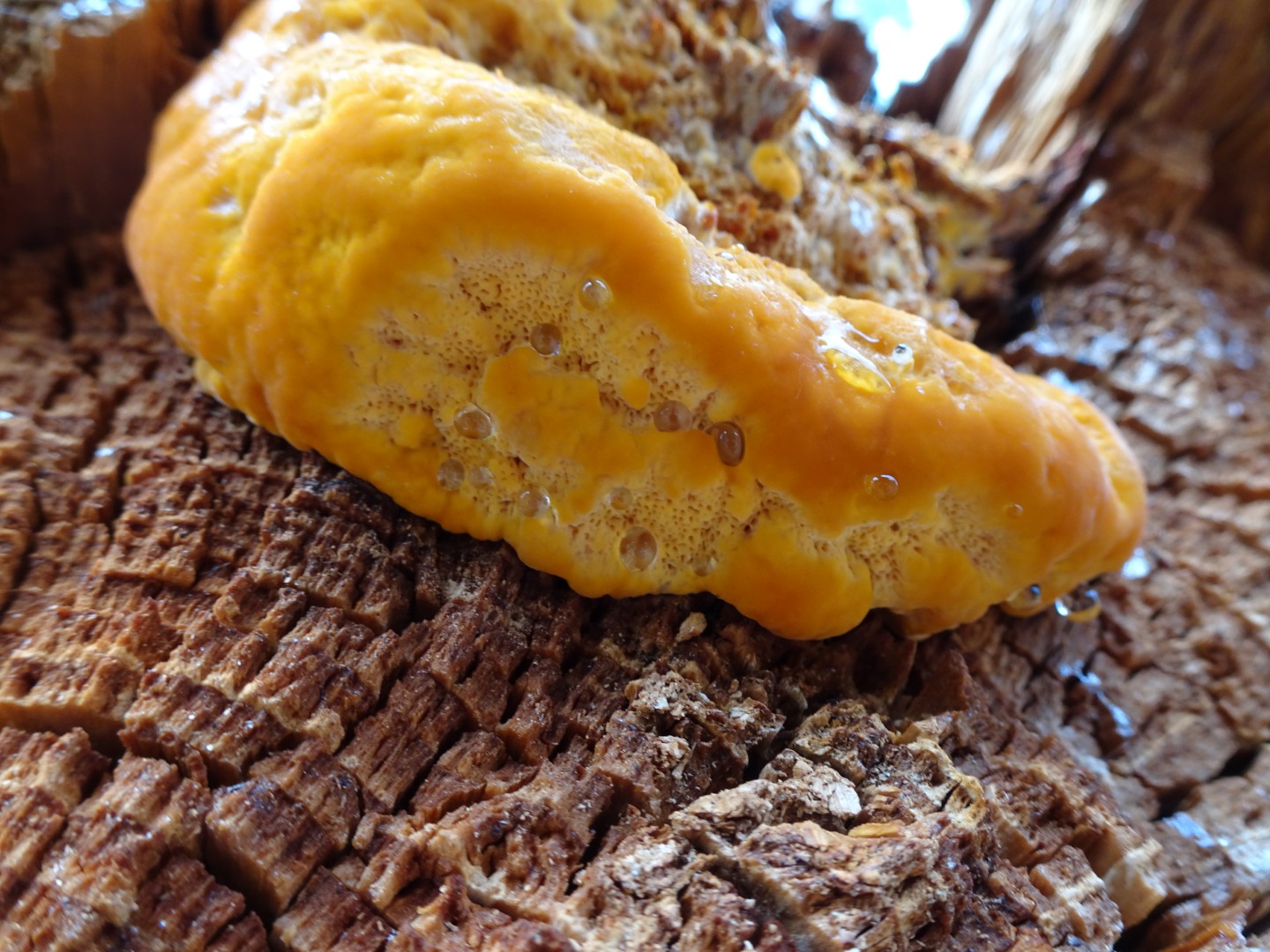 2023-07-16 O.W. Pycnoporellus Fulgens 1 (2)