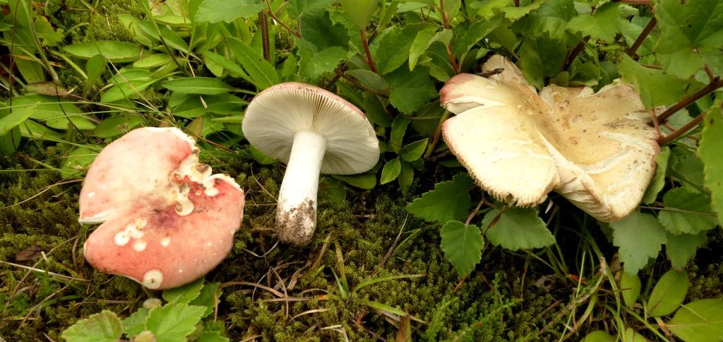 2023-07-21, PAD, Russula exalbicans, 2020-07-17, Schepping, berk op kalkrijke leem-1