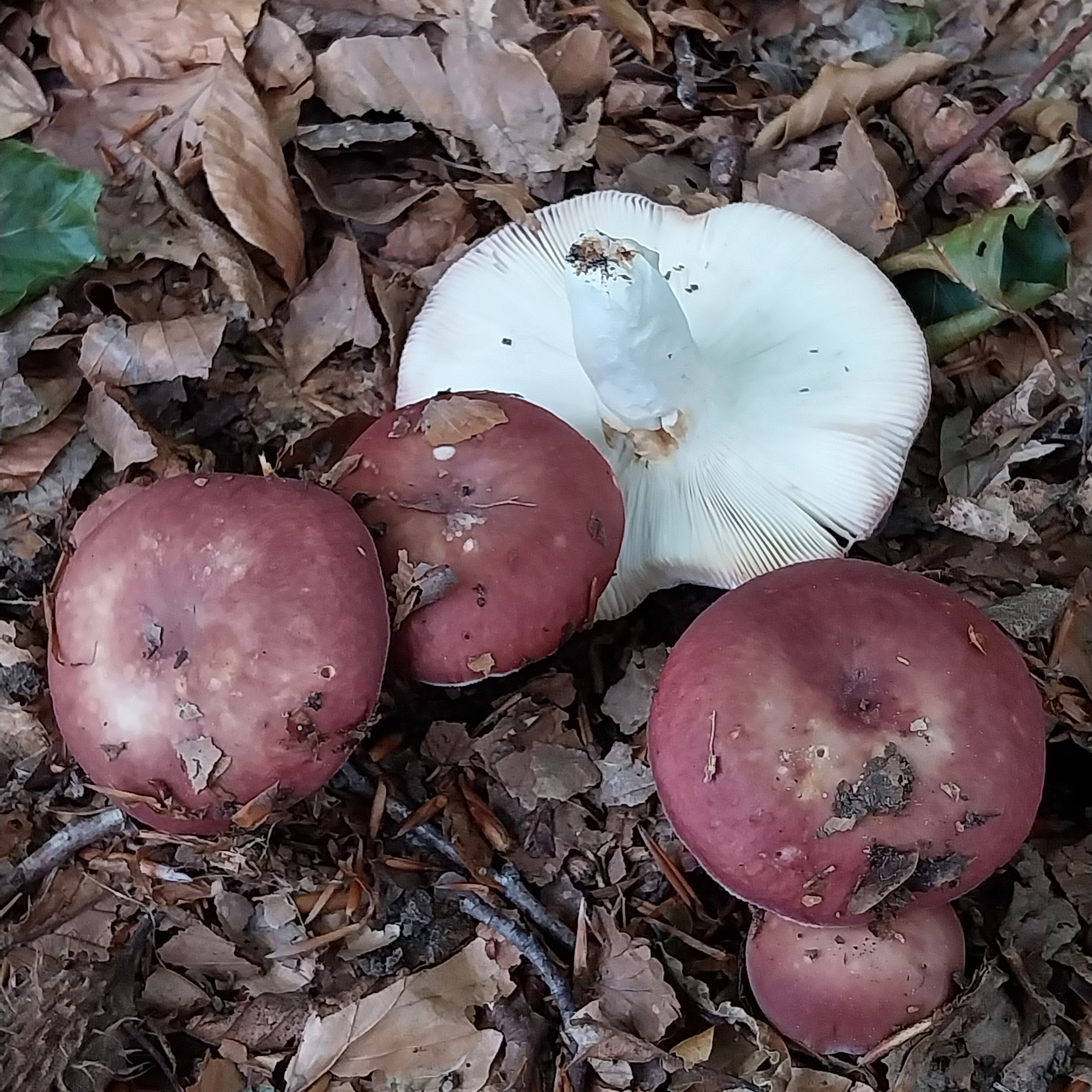 2023-07-21, Russula vesca, foto H. Vooijs