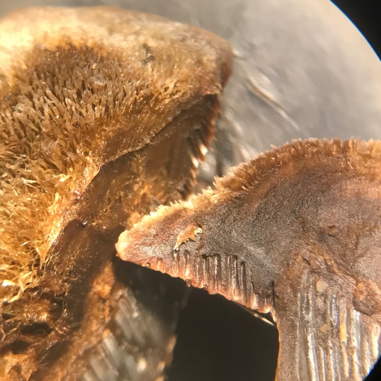 2023-07-28, C. gallica