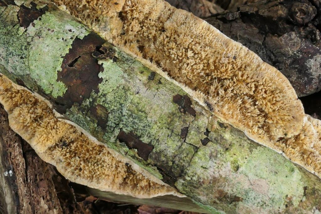 2023-07-28, Coriolopsis gallica, 2021-11-02, Boswachterij Gees, vak 11, dode Fraxinus-2