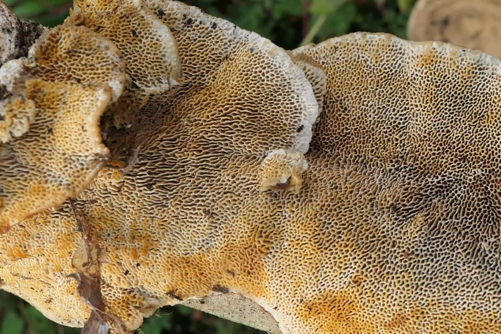 2023-07-28, Coriolopsis gallica, 2021-11-02, Boswachterij Gees, vak 11, dode Fraxinus-6