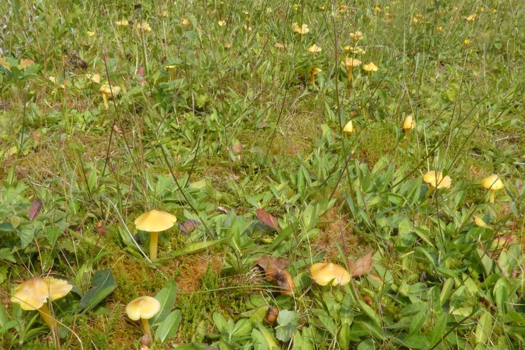 2023-08-02, H. acutoconica