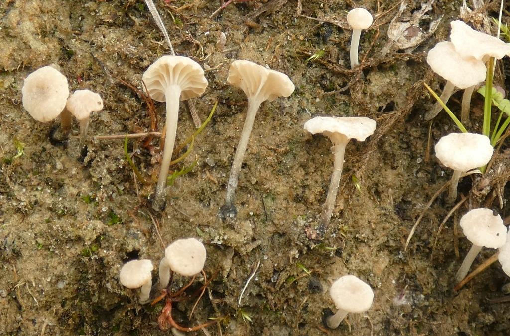 2023-08-02, M. tricolor