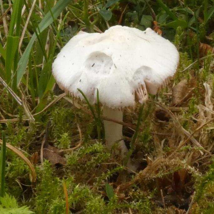 2023-08-02, V. hypopytis-1