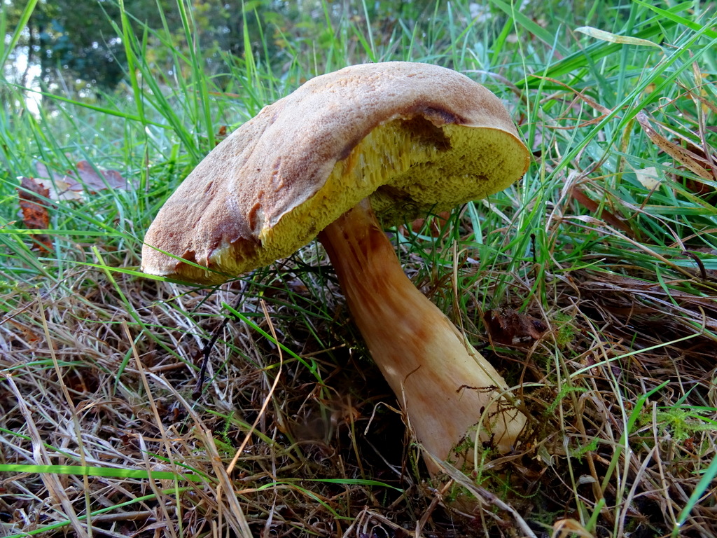 10-DSC08690 Xerocomus ferrugineus