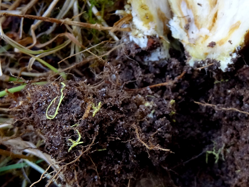 12. -DSC08688 Xerocomus ferrugineus