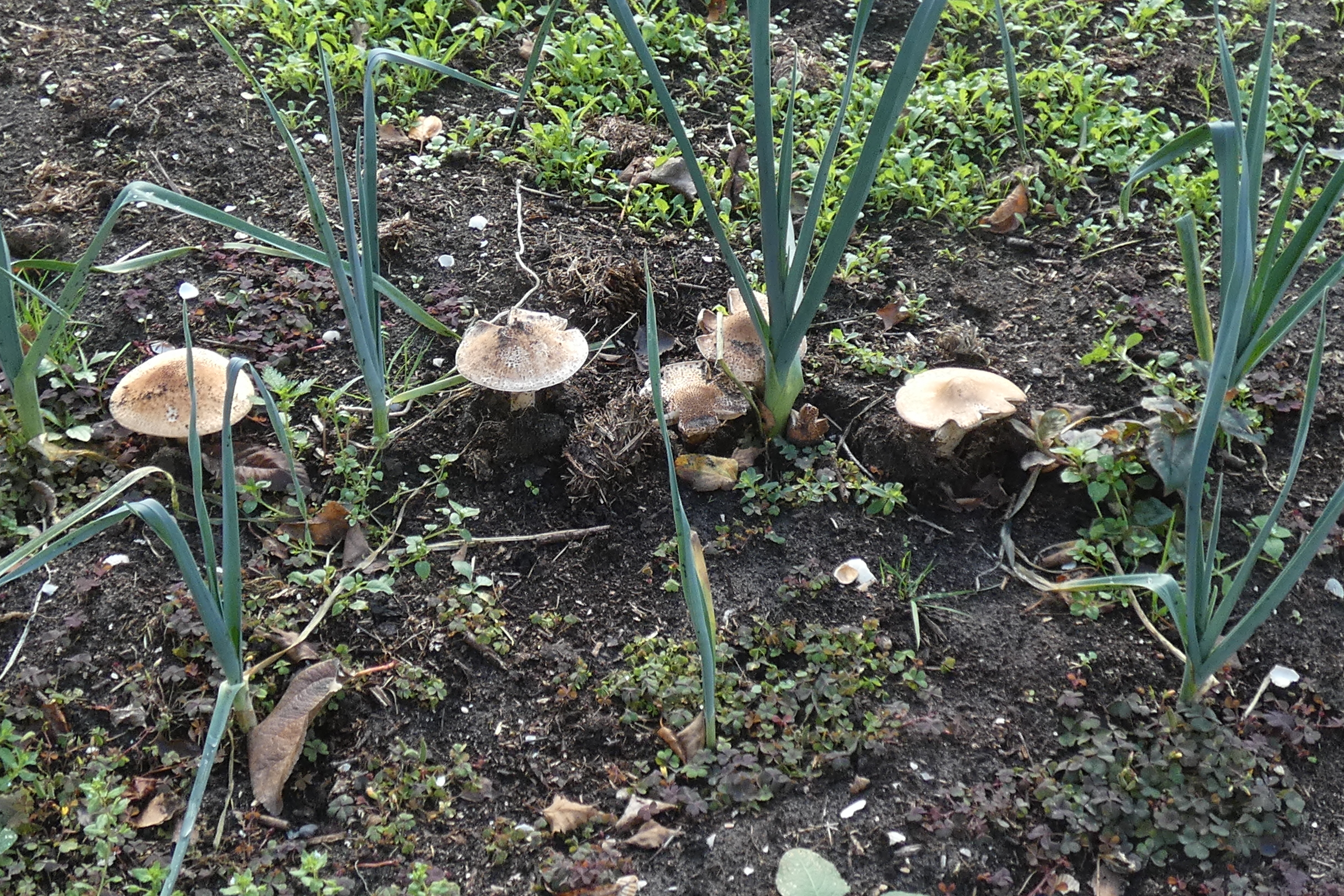 13. PAD, Lepiota aspera, Spitsschubbige parasolzwam, 2024-10-22, Holthe 21, tussen prei in moestuin-1