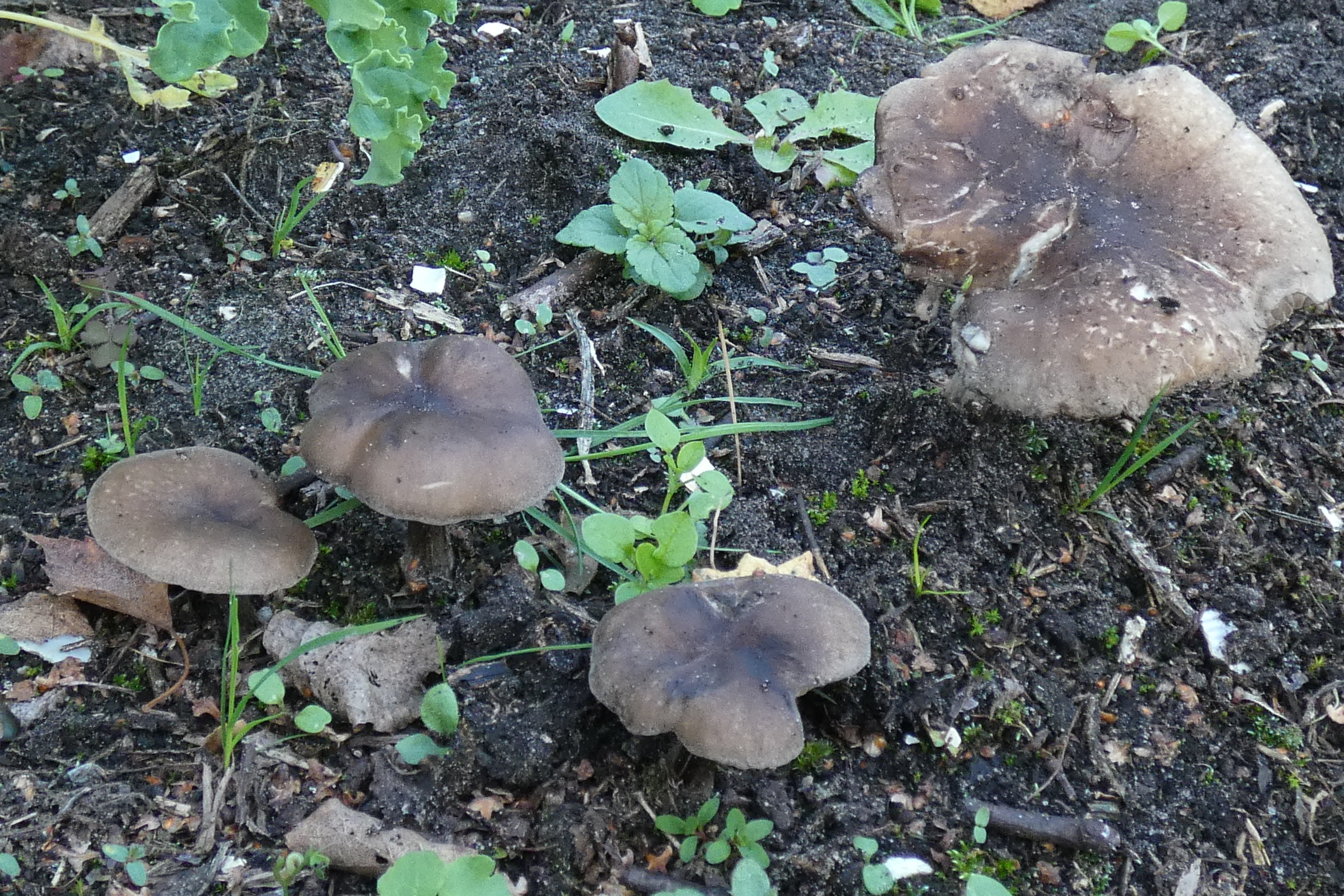 14. PAD, Melanoleuca politoinaequalipes, Olijfbruine veldridderzwam, 2024-10-11, Holthe 21, moestuin op rijke grond-1