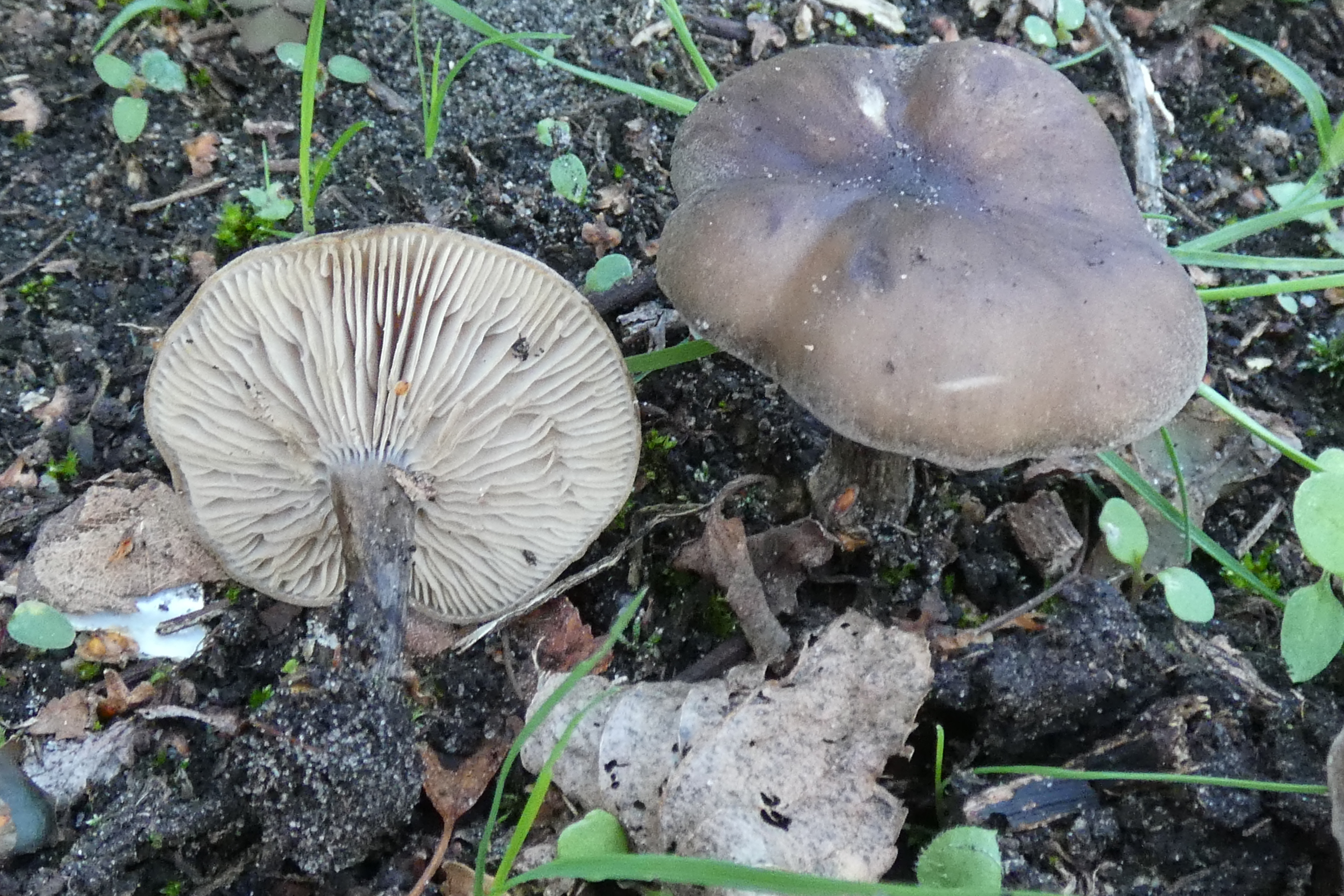 15. PAD, Melanoleuca politoinaequalipes, Olijfbruine veldridderzwam, 2024-10-11, Holthe 21, moestuin op rijke grond-3