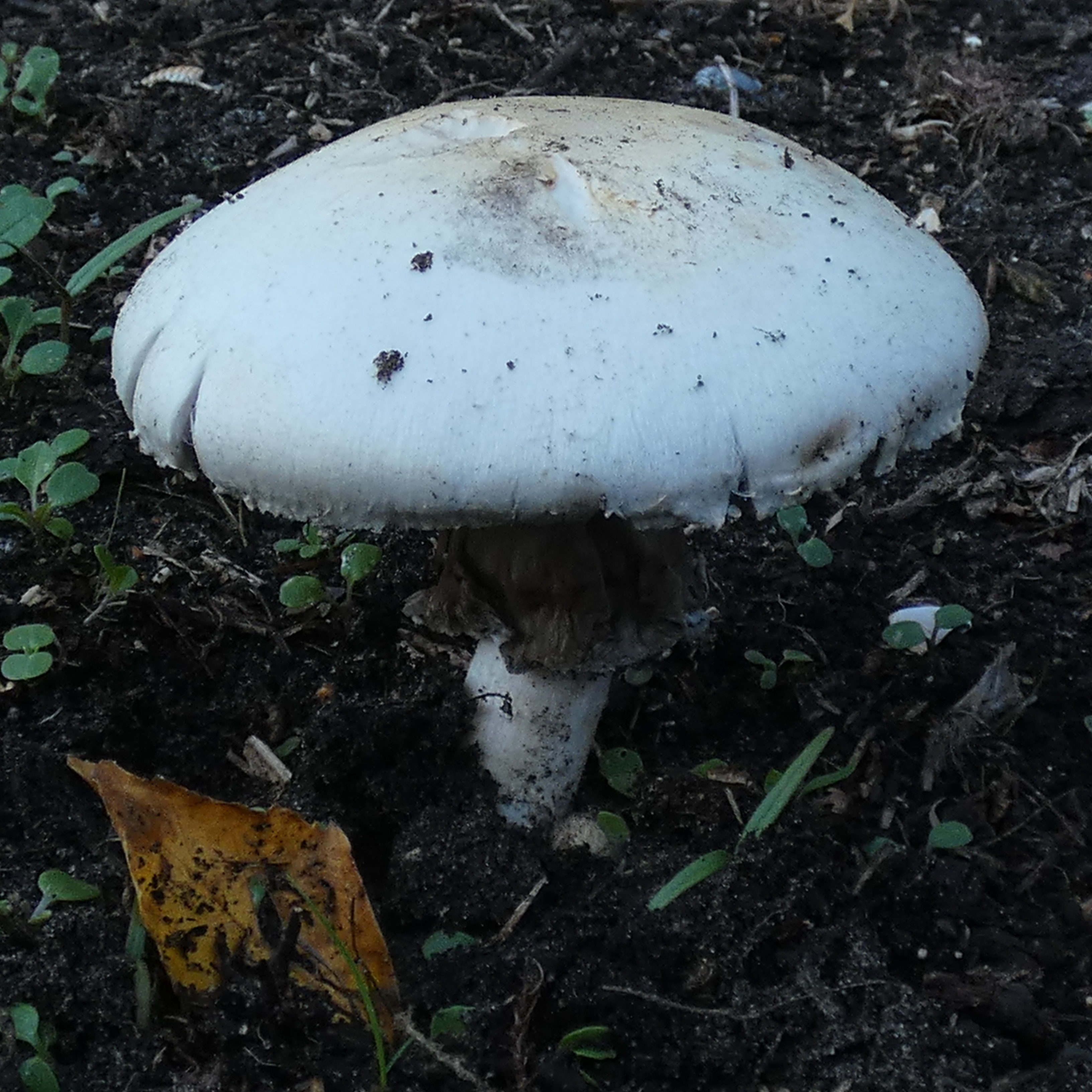 16. PAD, Agaricus pseudoumbrella, Fijngeschubde anijschampignon, 2024-10-11, Holthe 21, onder sleedoorn op rijke grond-1