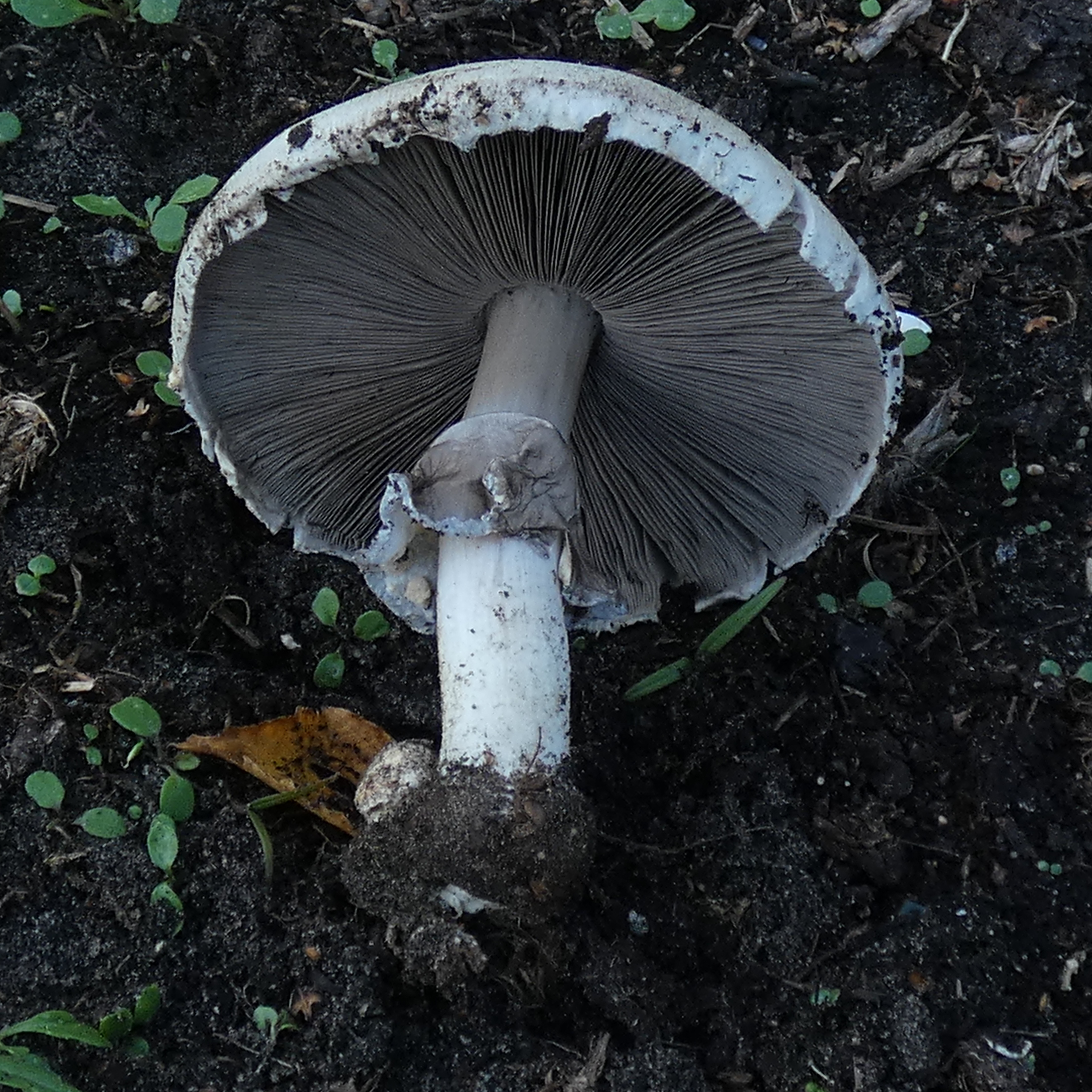 17. PAD, Agaricus pseudoumbrella, Fijngeschubde anijschampignon, 2024-10-11, Holthe 21, onder sleedoorn op rijke grond-3