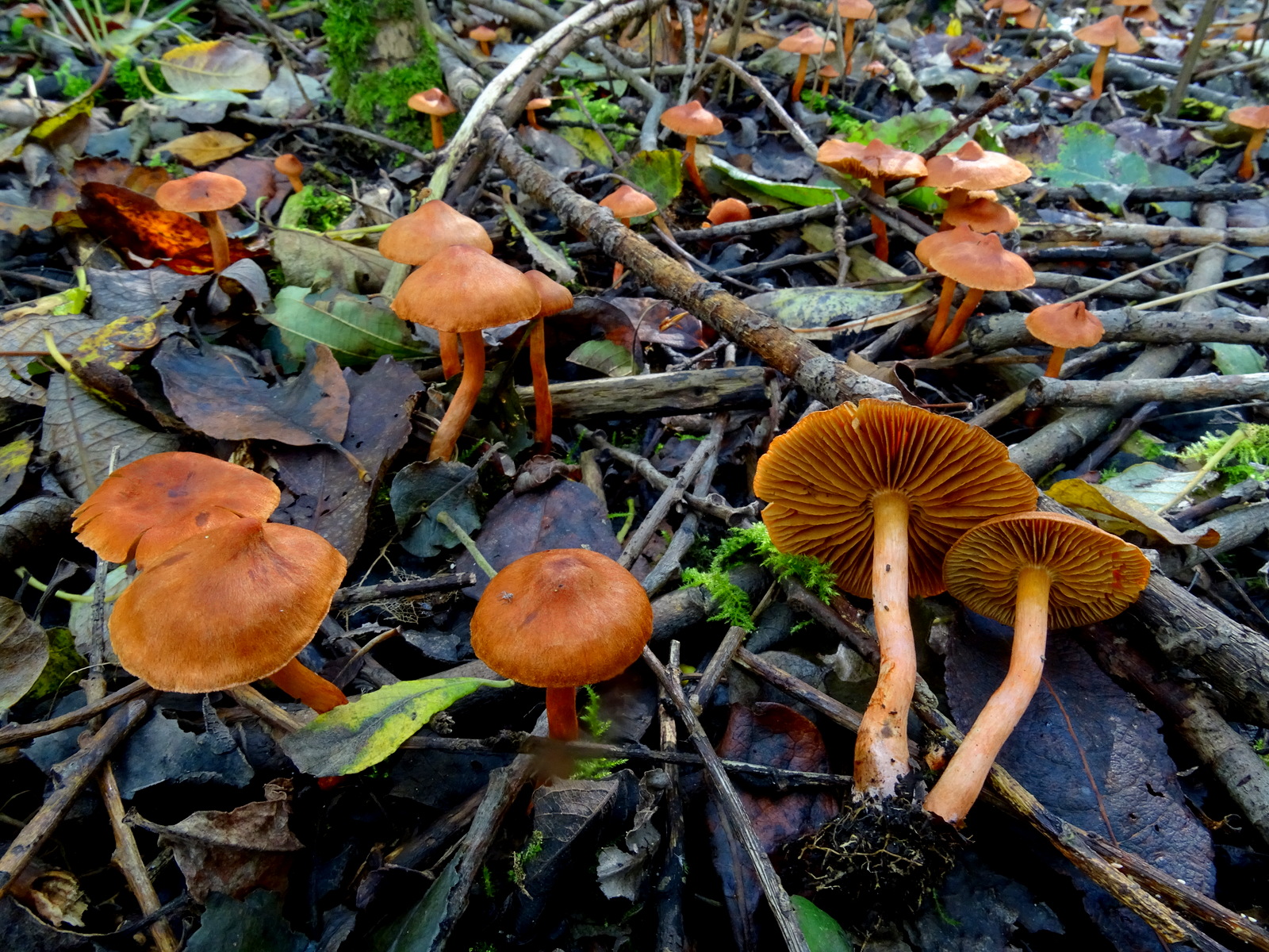18. Cortinarius uliginosus, koperrode gordijnzwam, 2024-10-11, Linde, foto Joop Verburg-1