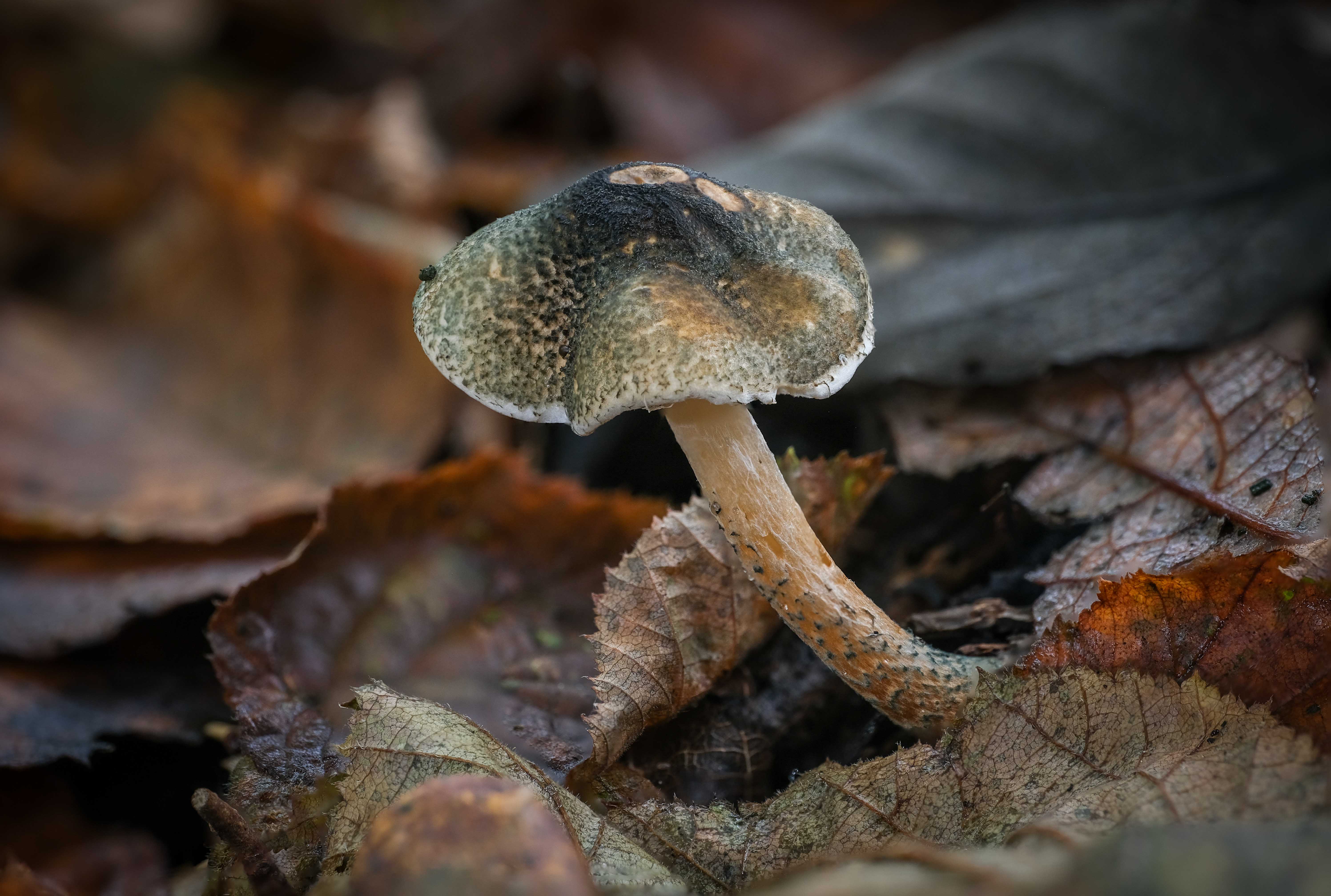 2. 2024_11_02_Lepiota grangei_Boekweitenveentje (2)