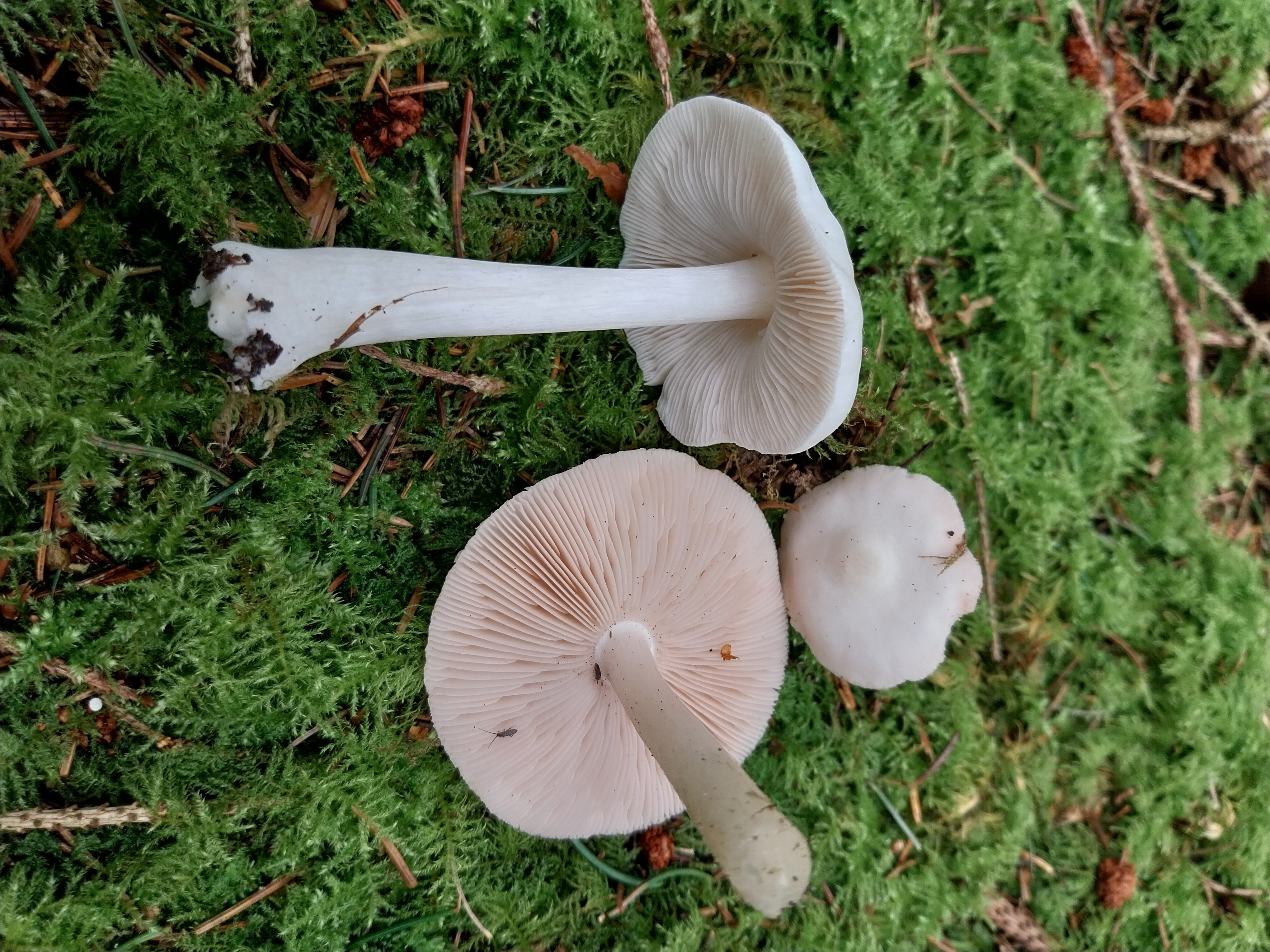 20. Pluteus cervinus var. albus