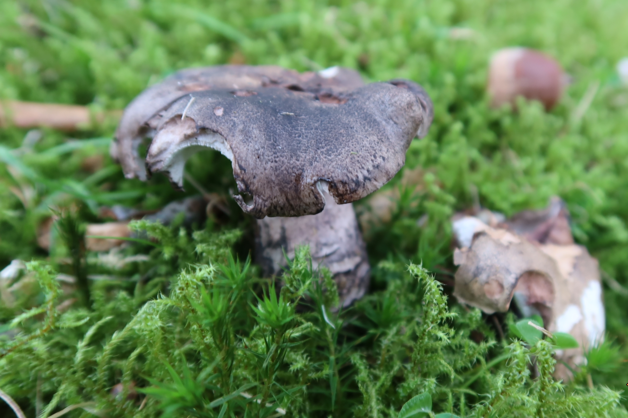 Boletopsis leucomelaena