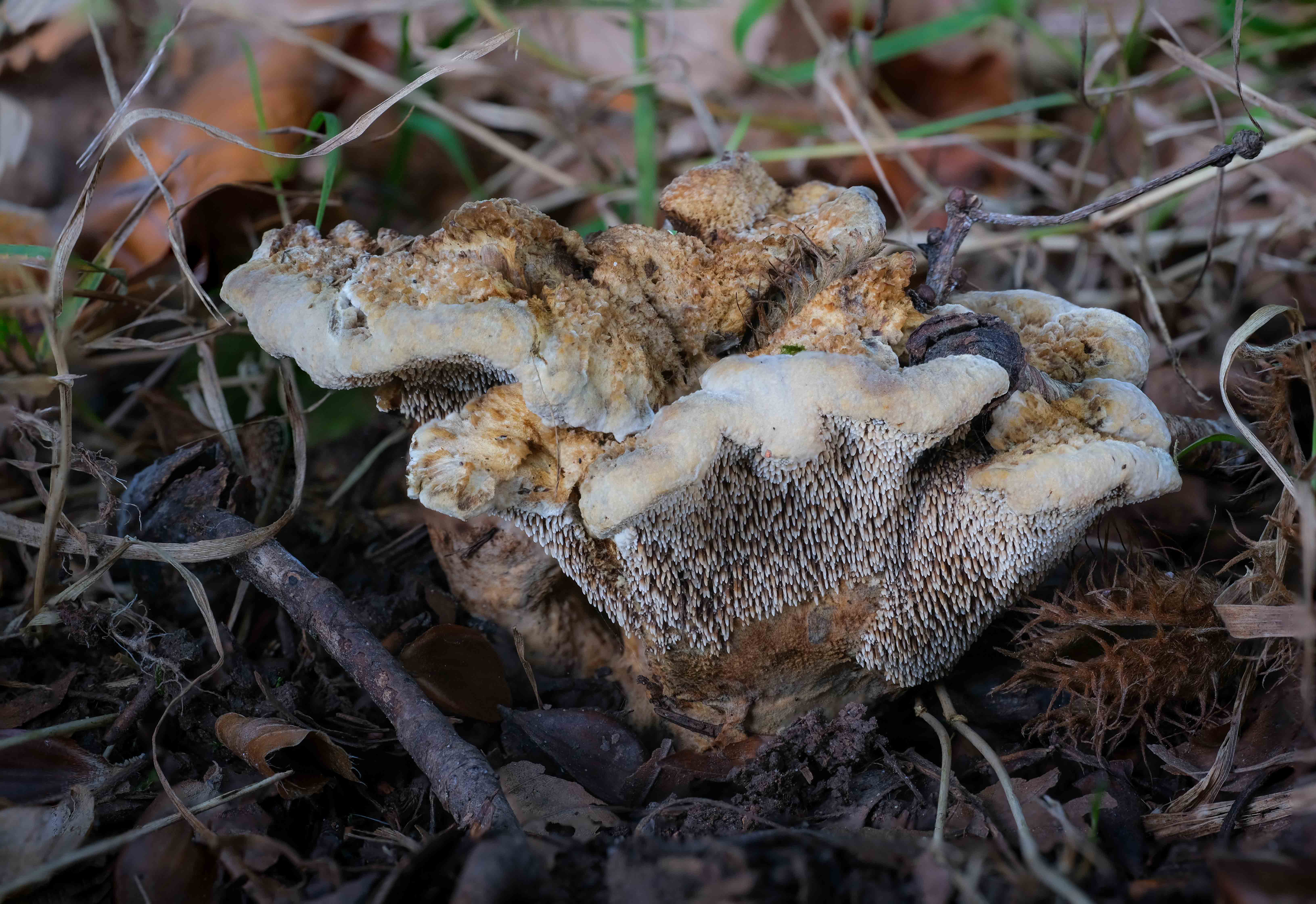 24. 2024_10_4_Hydnellum compactum_Vennebroek