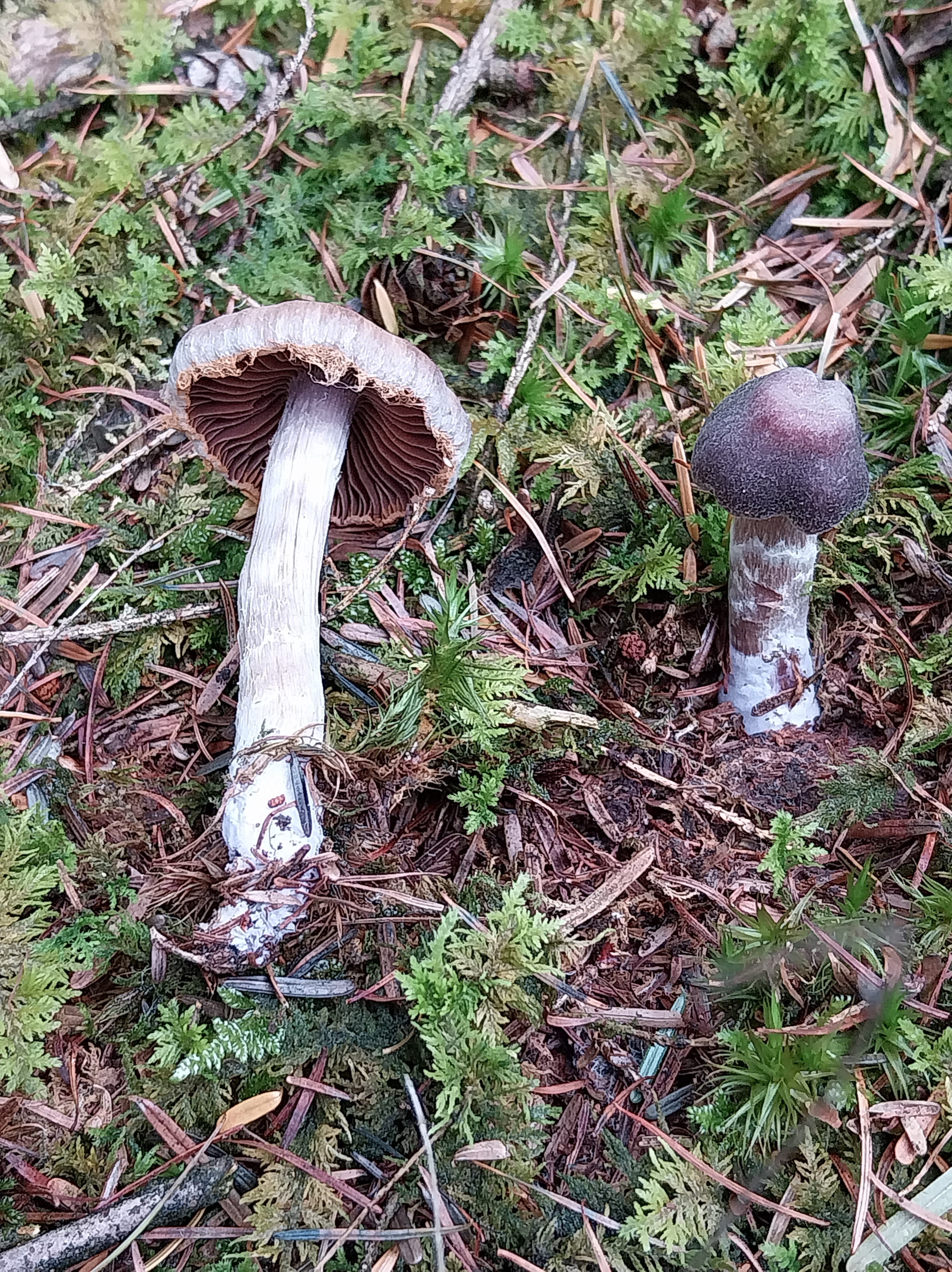 25. Gordijnzwam onbekend (6) sleenerzand