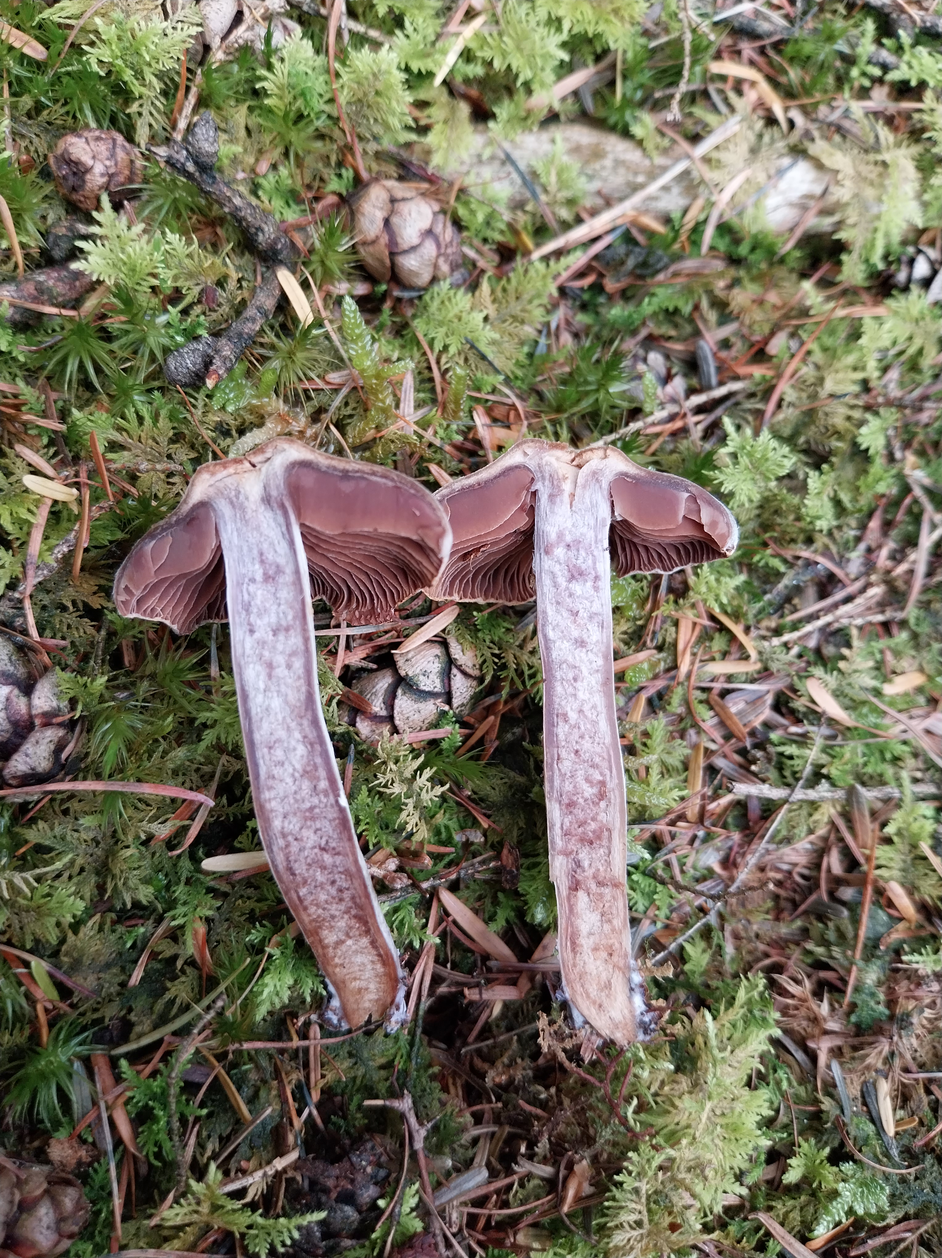 26. Gordijnzwam onbekend (10) sleenerzand