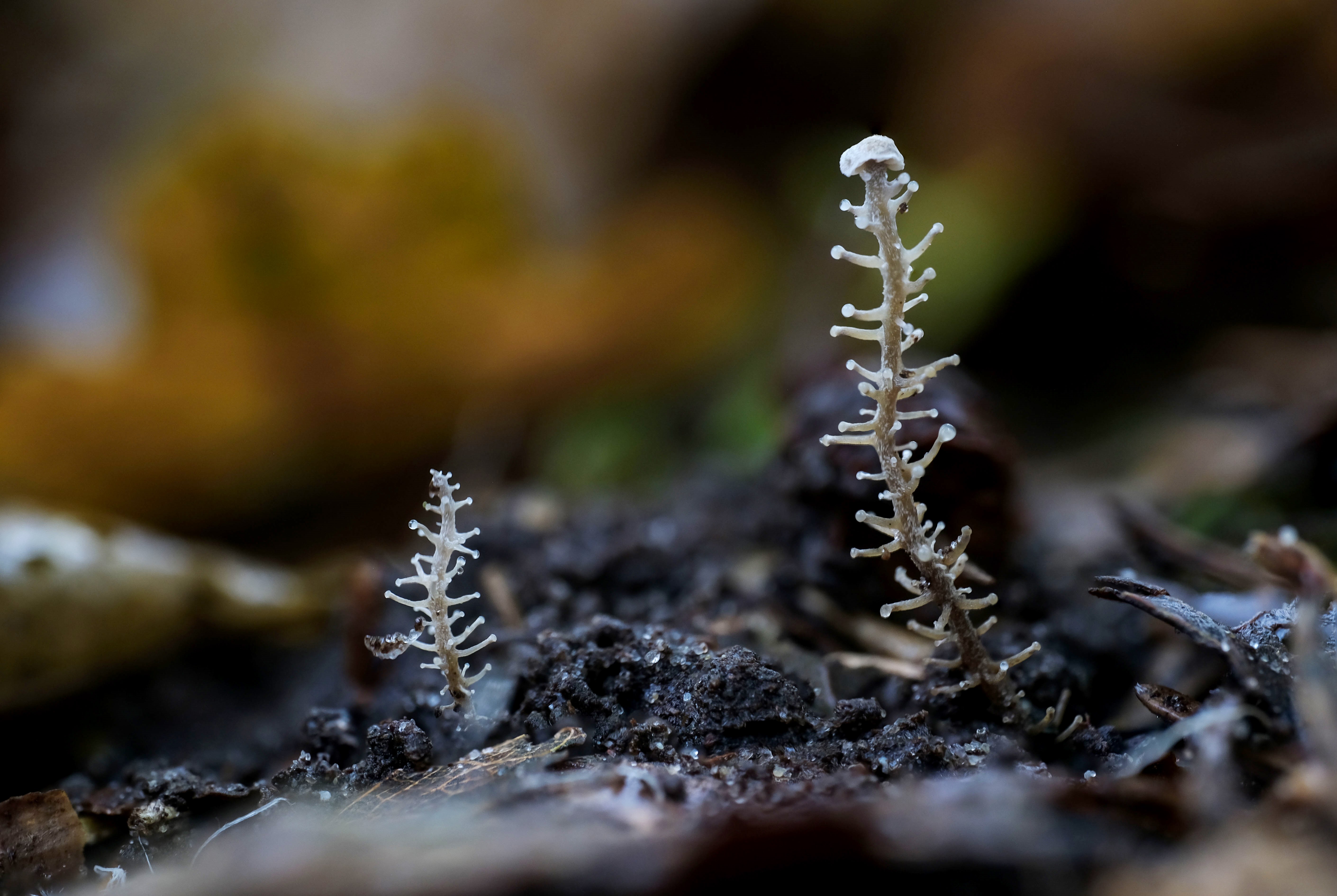 3. 2024_10_29_Dendrocollybia racemosa_Bankenbosch