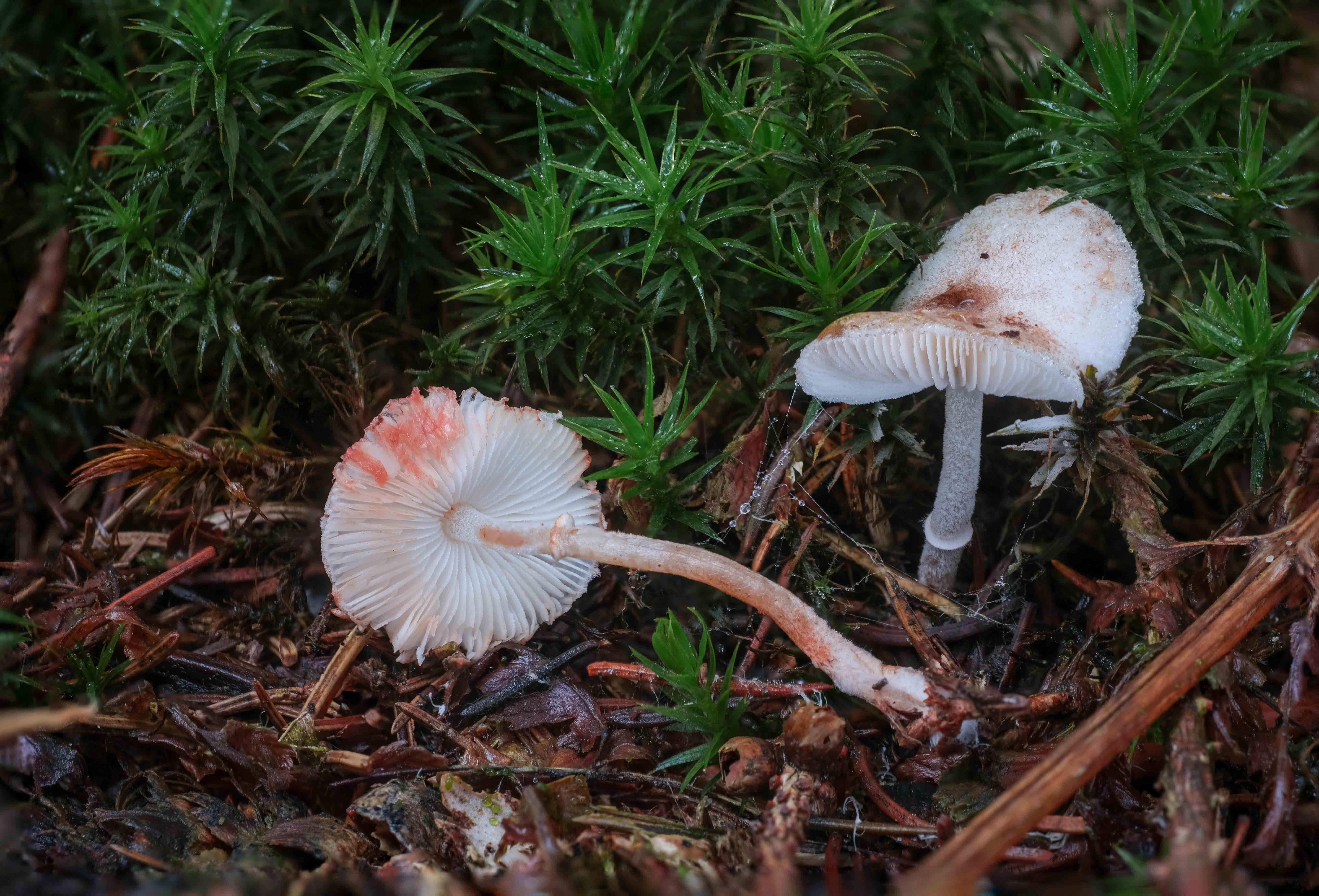 4. 2024_10_29_Leucoagaricus georginae_Bankenbosch