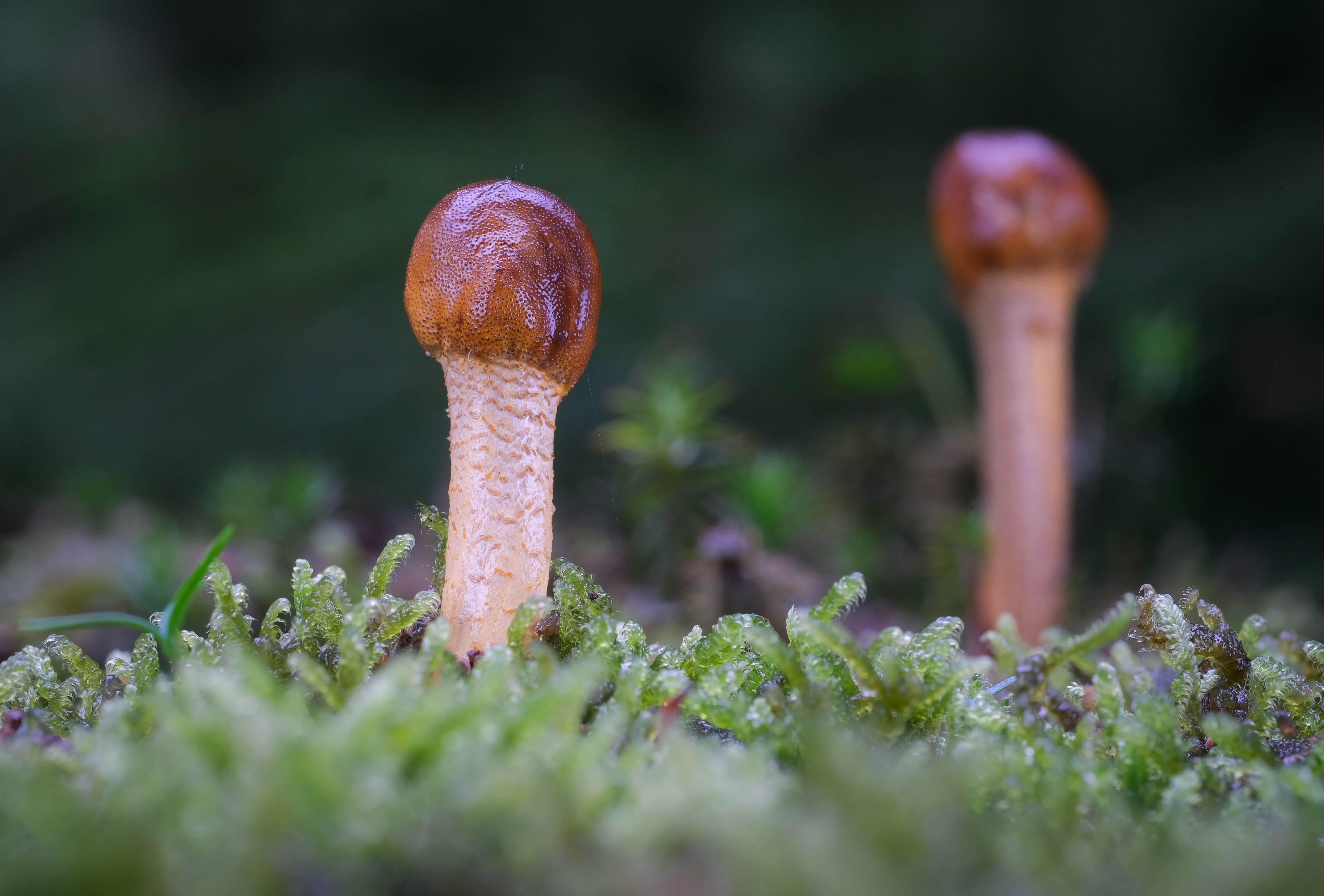 5. 2024_10_29_Elaphocordyceps capitata e_Bankenbosch