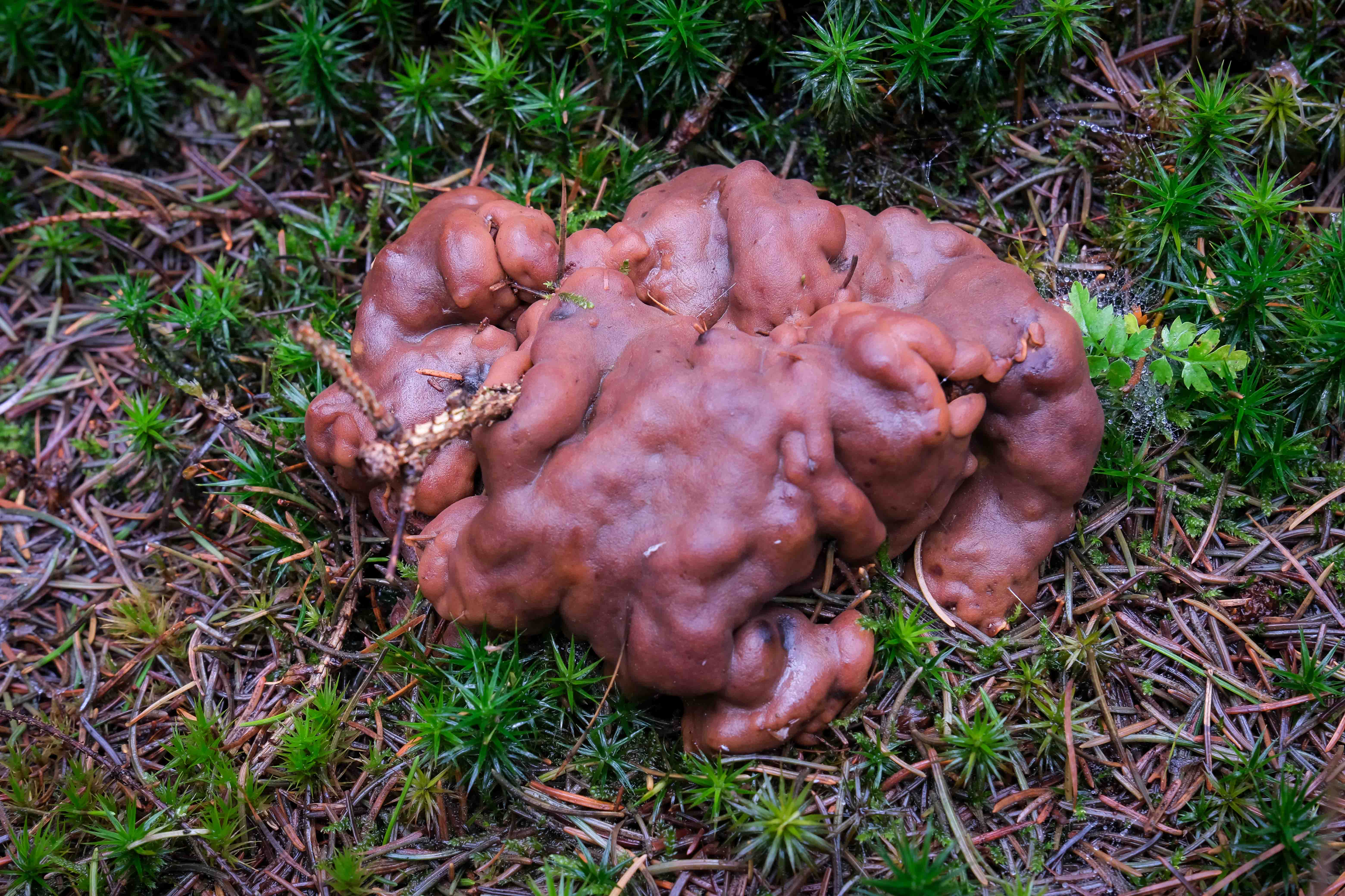 7. 2024_10_27_Rhizina inflata_Grolloo