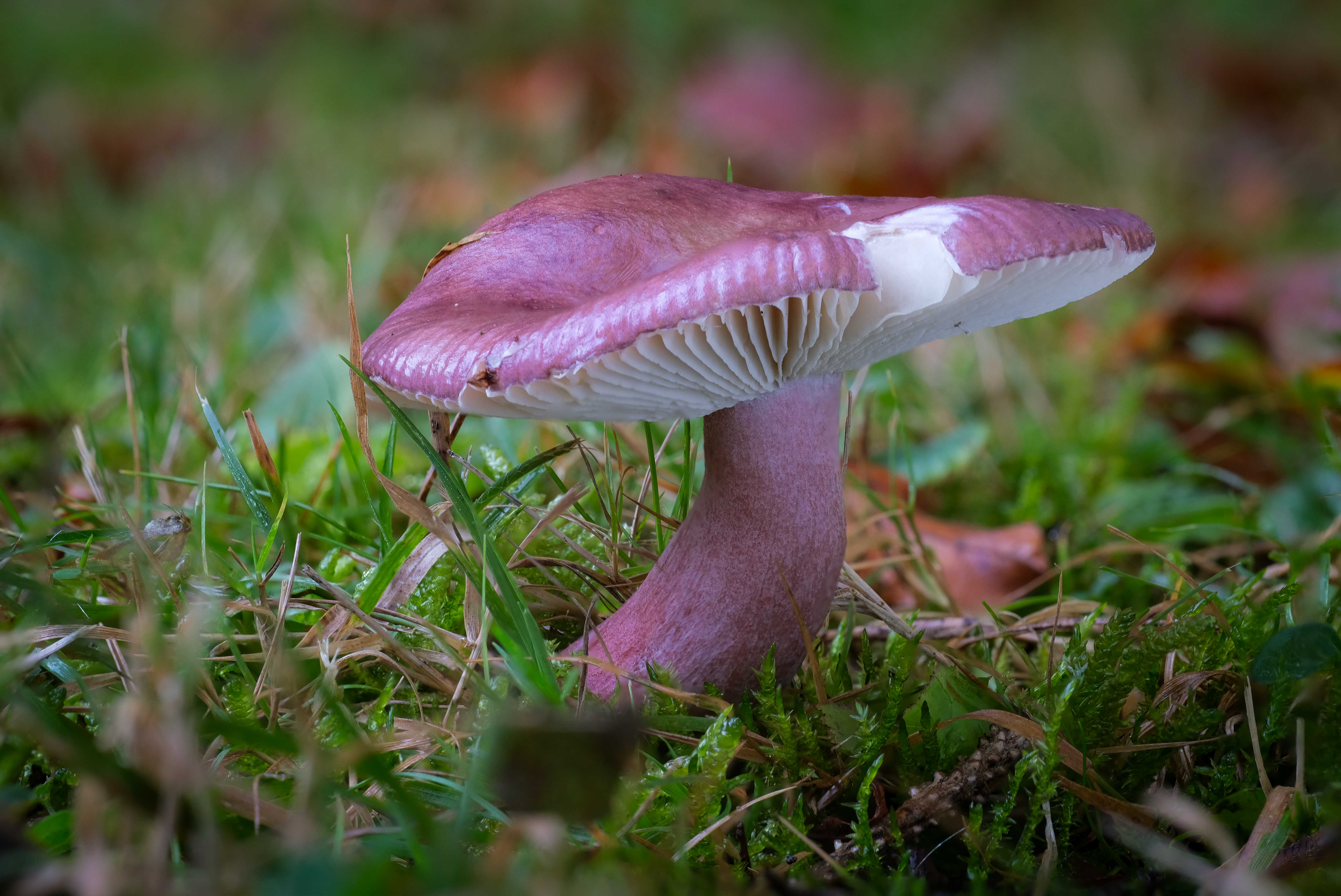 8. 2024_10_25_Russula queletii_Asserbos