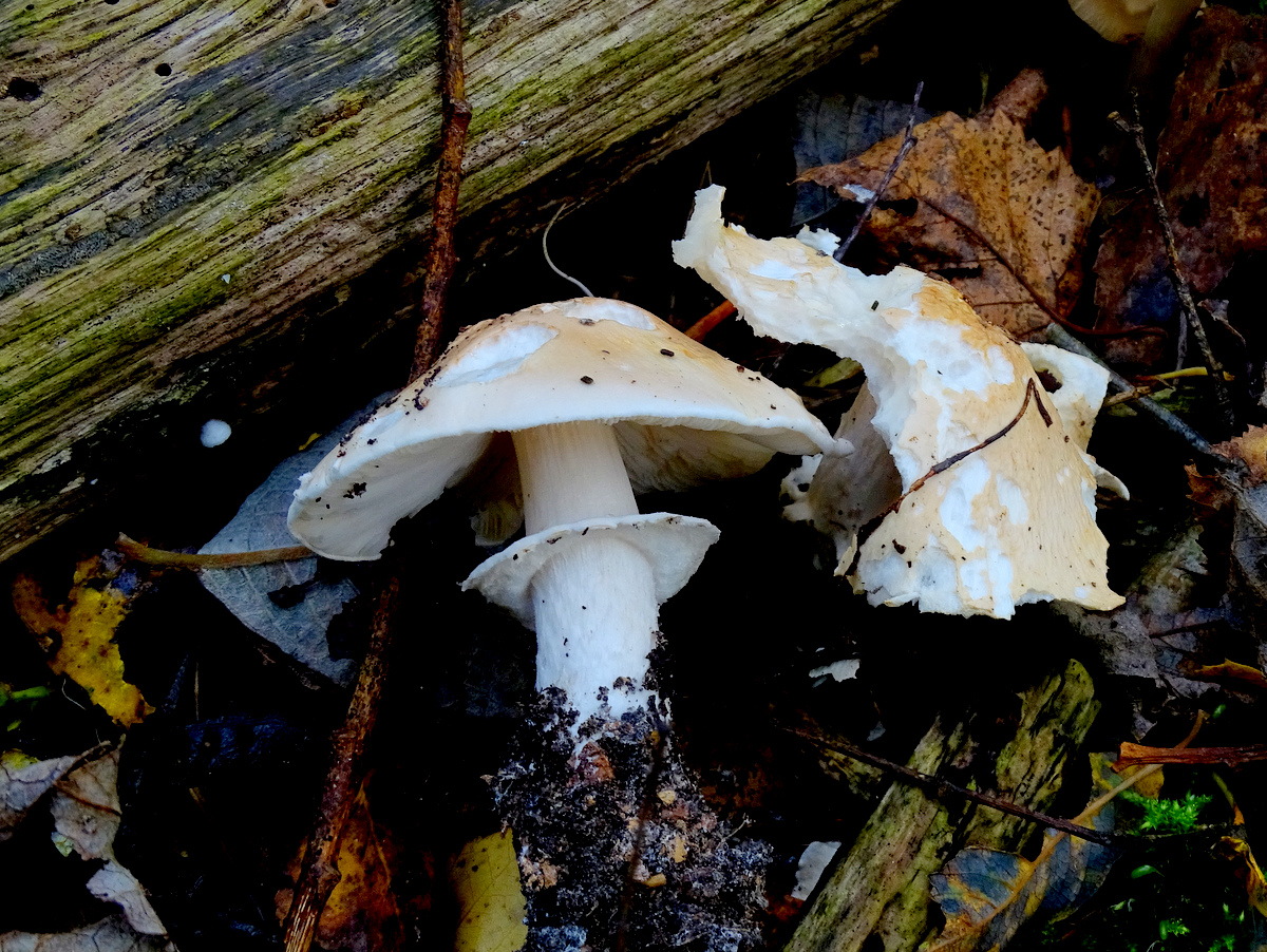 9. 2024-10-24, PAD, Limacella guttata, 2024-10-24, landgoed Linde, foto J. Verburg