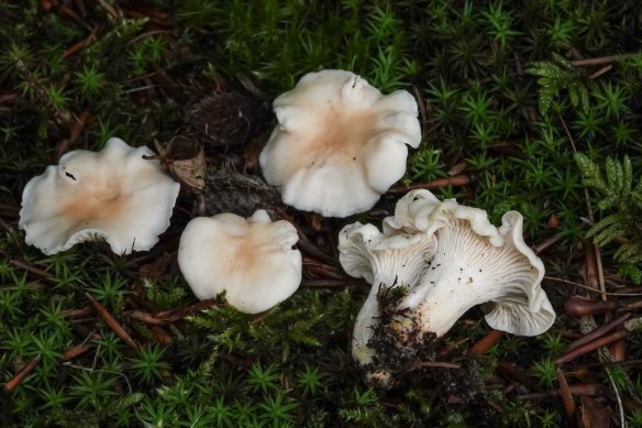 Cantharellus cibarius f. albus